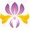 海普諾凱鳶尾花